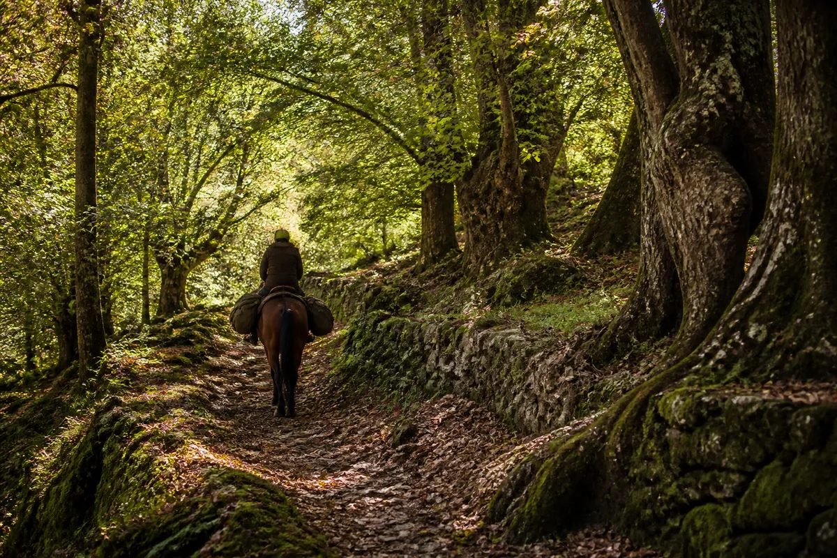Cavalier en itinérance sur un sentier de châtaigneraie ardéchoise