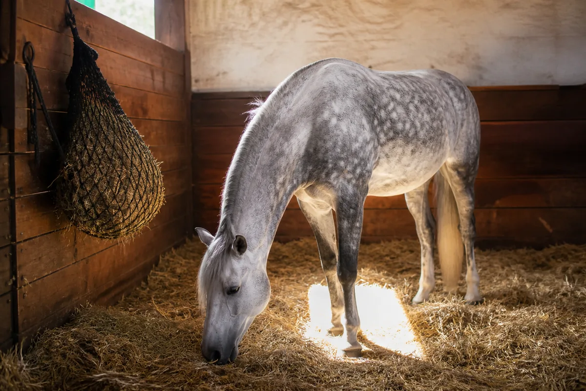 Cheval bai debout au calme dans un box paillé, observé par un soigneur appuyé à la porte